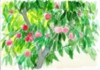桃の木立　.jpg